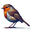 Robin