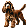 Cocker