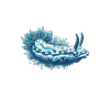 Nudibranch Sea Rabbit Whisperer