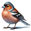 Chaffinch