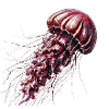 Rosa Jellyfish