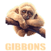 Gibbons Gibbon