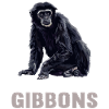 Gibboner Gibbon