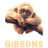 Gibbons Gibbon