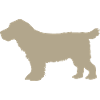 Cocker Spaniel – grey gold
