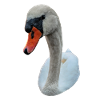 Staring Swan