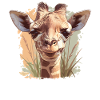 Giraffes Giraffe