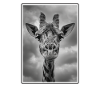 Giraffes Giraffe