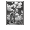 Girafes Girafe