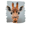 Giraffes Giraffe