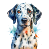A Dalmatian