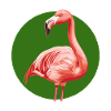 Flamingo Exotic