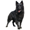 schwarzer Schäferhund