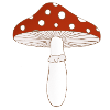 Champignon Amanita muscaria