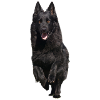 black shepherd front