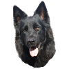 black shepherd head