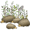 Igel