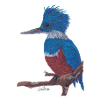 A charismatic kingfisher.