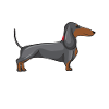 Dachshund Best Friend