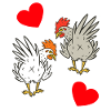 Chicken, chickens, poultry