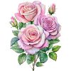 pink roses