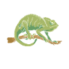 Chameleon Gifts