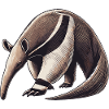 Anteater