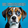 Funny Dog Memes