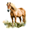 Haflinger cheval illustration aquarelle