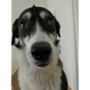 willi