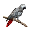 african grey parrot