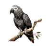 african grey parrot