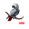 african grey parrot