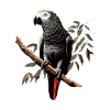 african grey parrot