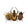 Bug Hunter Insect Lover Design