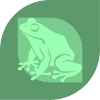 Frog amphibian amphibian amphibian