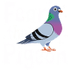Pigeon Pigeons Animal Bird