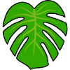 Monstera Plant