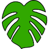 Monstera Pflanze