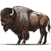 Bison