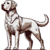 Labrador