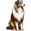 Australian Shepherd