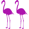 flamingos