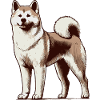 Akita