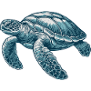Sea turtle