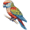 Parrot