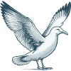 Möwe