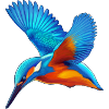Kingfisher Isfugl