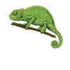 Chameleon Gifts