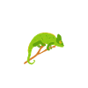 Cadeaux Caméléon